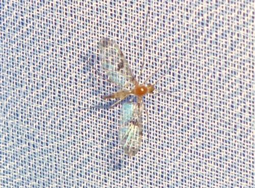 Réf. 243 723 : Macrocera phalerata